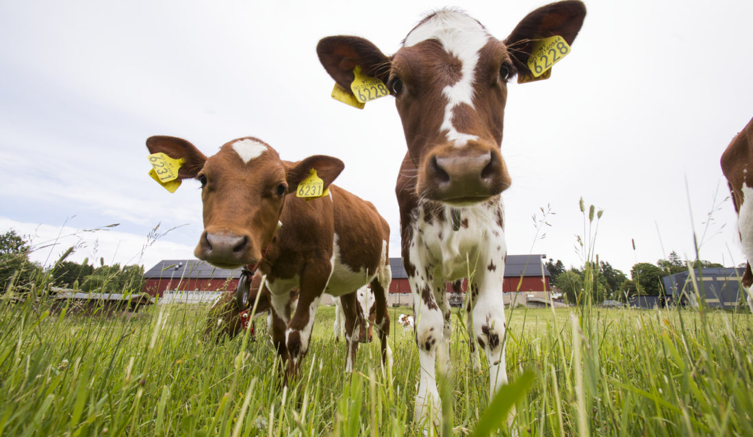 Dyrehelse og matproduksjon er blant forskningsområdene ved NMBU. (Foto: Håkon Sparre/NMBU)