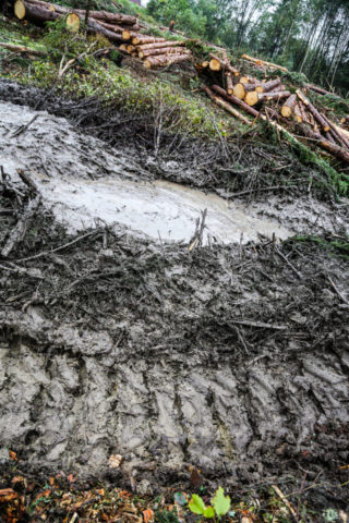 Sporskader er ikke noe nytt, men det stadig varmere og våtere været gjør problemene større enn tidligere. (Foto: Runar F. Daler).
