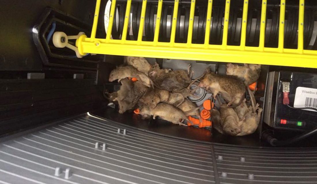 I FELLA: Museproblemet langs E18 mellom Grimstad og Kristiansand er så godt som forsvunnet etter at fellene kom på plass. (Foto: Anticimex).