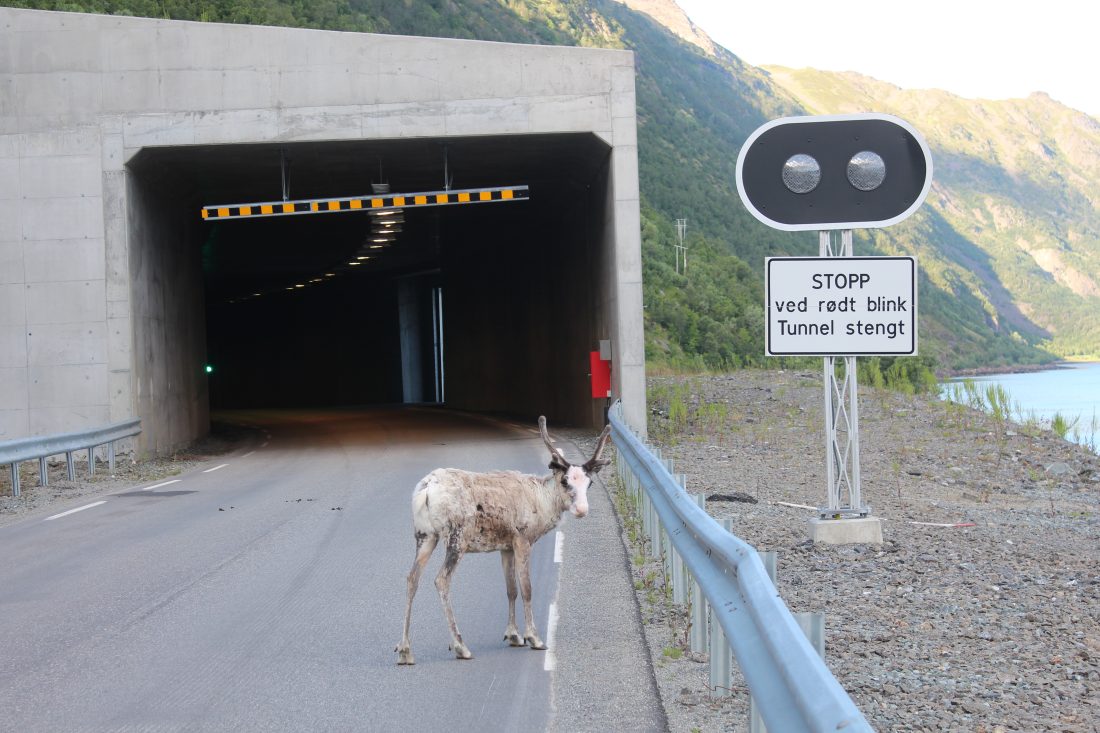 KAN KOMME BRÅTT PÅ: Sau og reinsdyr søker ly i det fine sommerværet, og kan være en ubehagelig overraskelse for bilister. (Foto: Statens vegvesen)