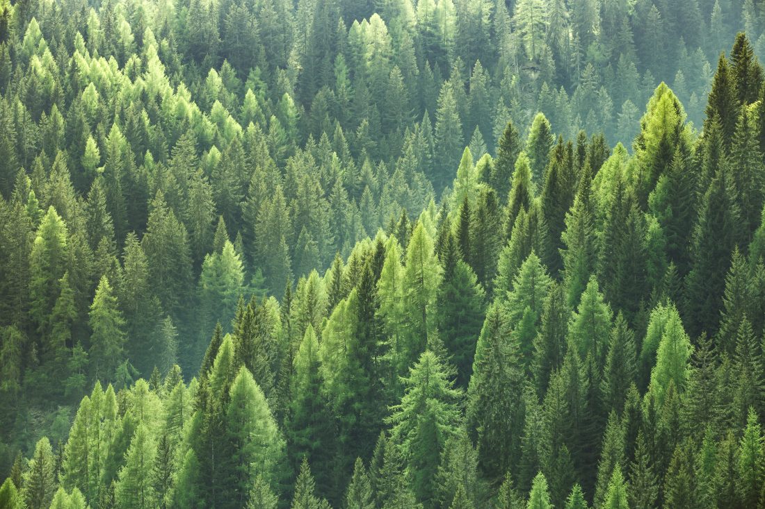 Det nye investeringsfondet 3K6 skal investere i næringsutvikling innen skogsektoren i Norge. (Foto: Investinor)
