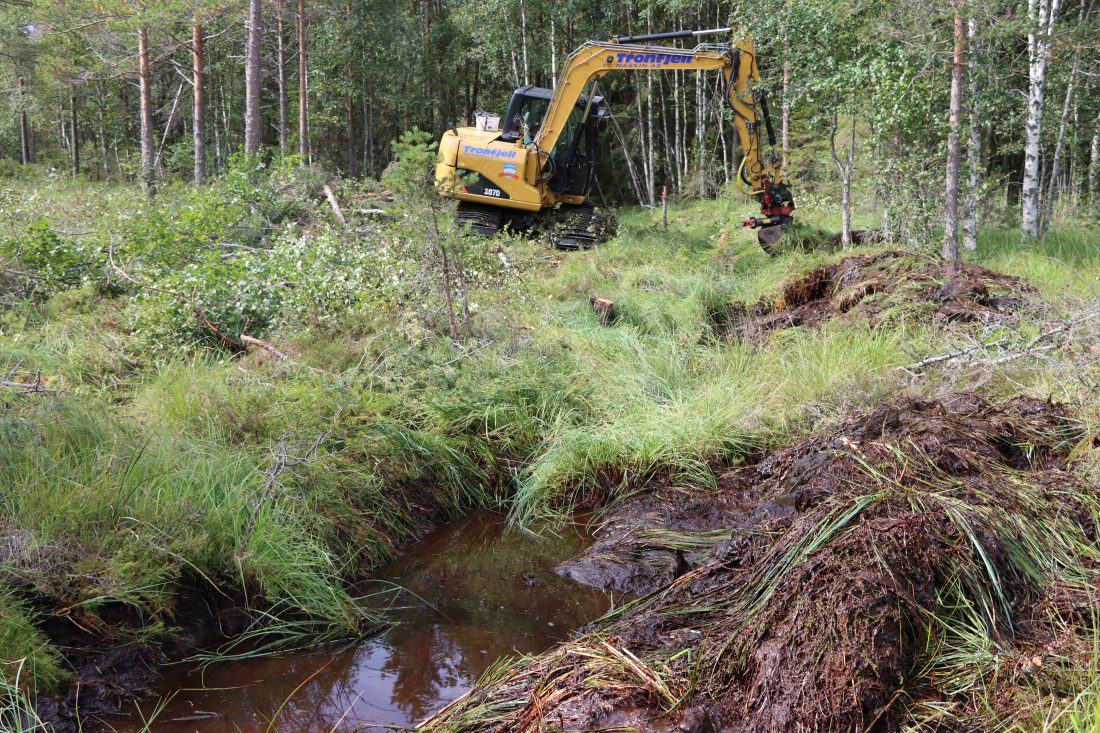 Restaureringsarbeidet gjøres ved at toppvegetasjonen i grøftene løftes til side, så bygges det en demning av torv per 40 cm fall. Dette for å lede vannet ut i myra igjen. (Foto: Njål Hagen)