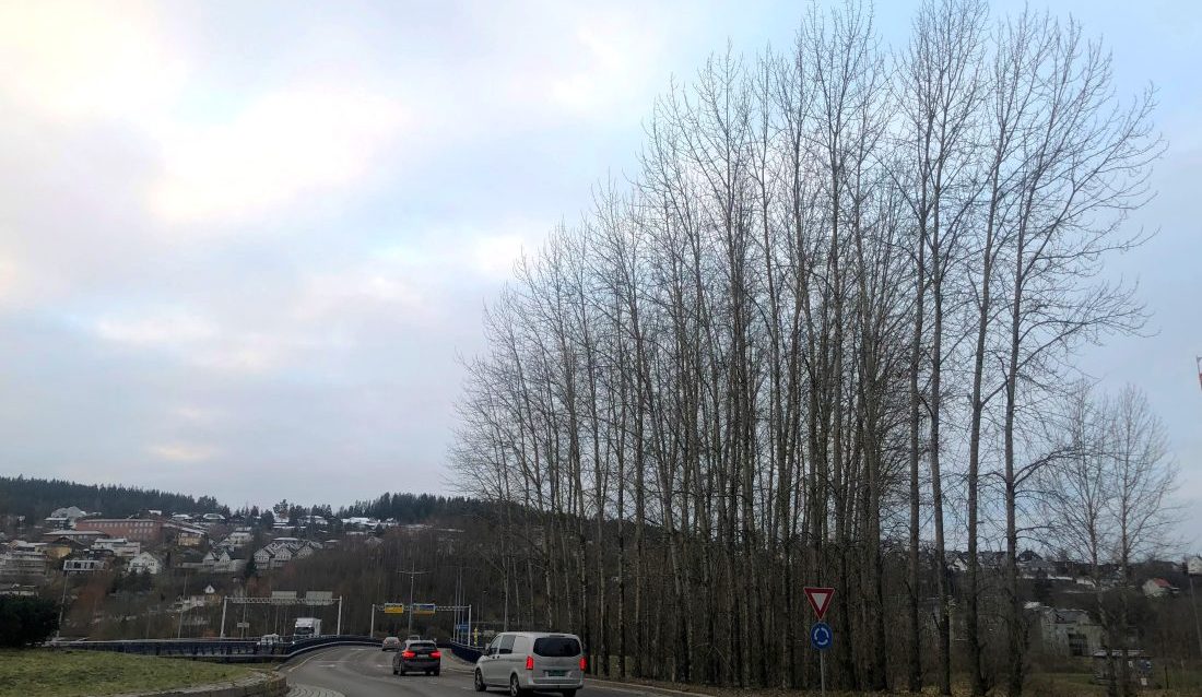 Poplene langs rv. 159 på strekningen Jernbanegata-Kanalveien i Lillestrøm har hatt sin levetid. Nå blir de felt. (Fredrik Rudolfsen/Vaktmesterkompaniet)