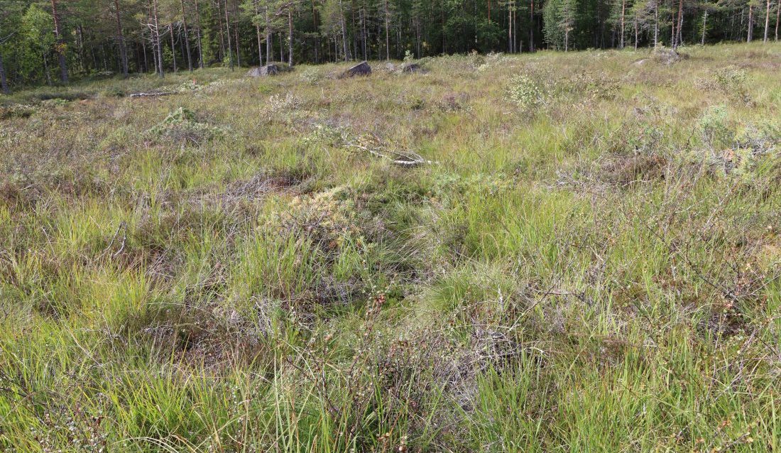 Forbudet Miljødirektoratet foreslår vil gjelde all myr i Norge, uavhengig av torvdybde og høydelag. Dette tilsvarer omtrent 9 prosent av arealet i Norge. (Foto: Njål Hagen)