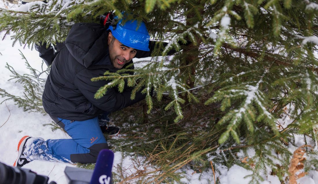Stortingspresident Masud Gharahkhani hadde god kontroll på treets fallretning etter en opplæringsrunde i forkant. (Foto: Peter Mydske, Stortinget)