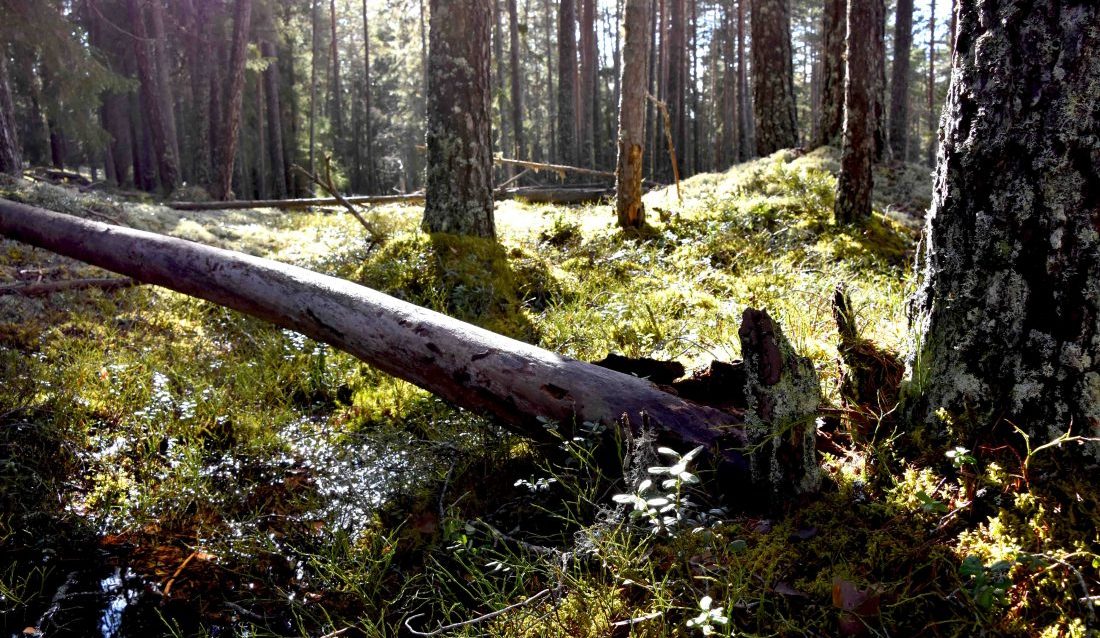 Naturvernforbundet krever forbud mot all hogst av naturskog inntil den planlagte kartleggingen av naturverdiene er gjennomført og skogene er vurdert for vern. Bildet viser gammelskog ved Follsjå i Notodden. (Foto: Tor Bjarne Christensen)