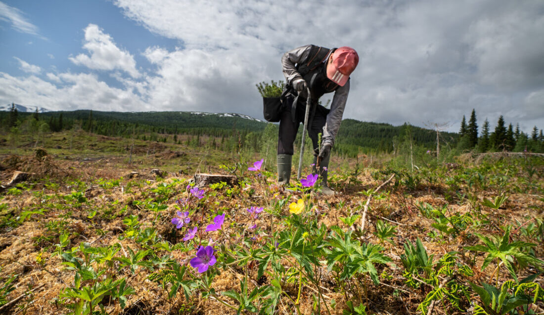 Statskog plantet om lag to millioner skogplanter i 2024. (Foto: Steinar Johansen)
