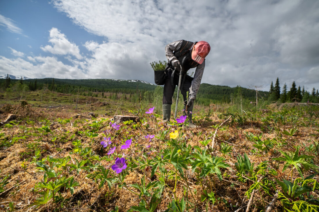 Statskog plantet om lag to millioner skogplanter i 2024. (Foto: Steinar Johansen)